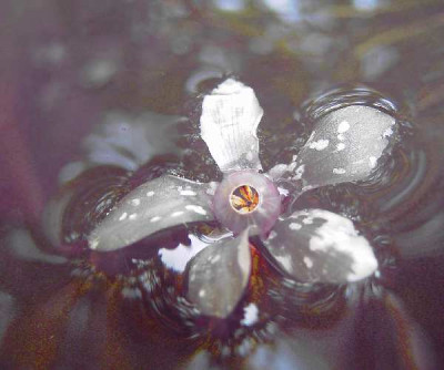 cyclamen.jpg