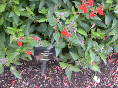 Salvia_blepharophylla_Diablo_7821_81.jpg
