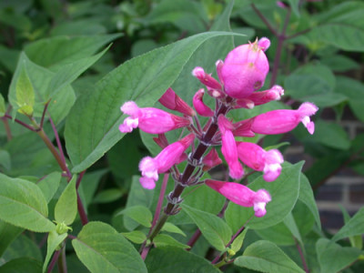 Salvia_buchananii_7815_92.jpg