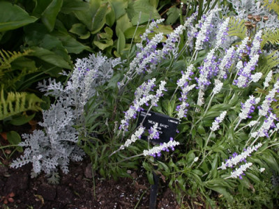 Salvia_farinacea_7846_80.jpg