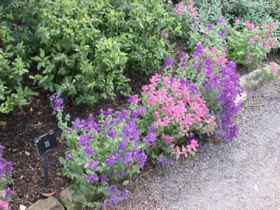 Salvia_viridis_7810_73.jpg