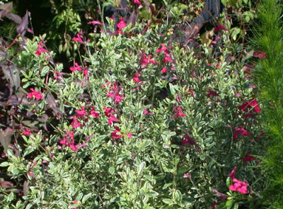 Salvia_greggii_Desert_Blaze_7952_70.jpg
