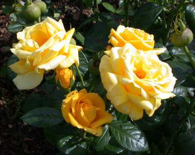 Rosa_Arthur_Bell_7752_87.jpg