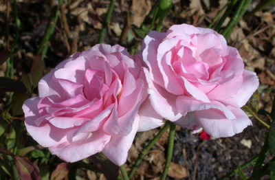 Rosa_Beauty_Queen_7734_92.jpg