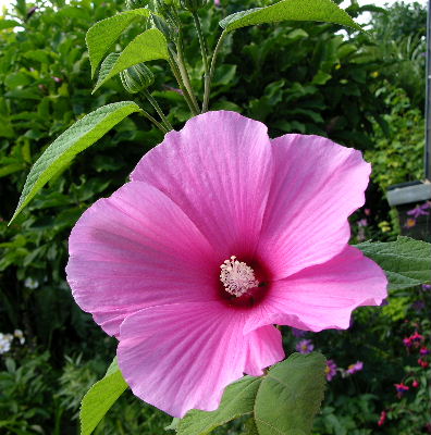 hibiscus_mosch.JPG