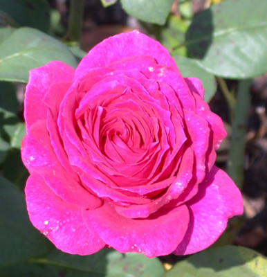 Rosa_Big_Purple_7730_86.jpg