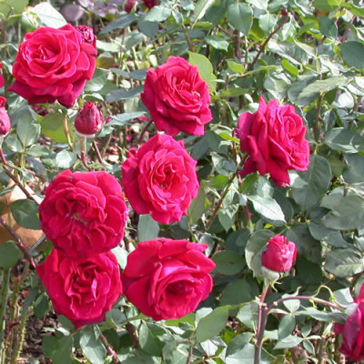 Rosa_Deep_Secret_7738_71.jpg