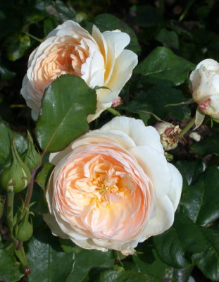 Rosa_Englands_Rose_7750_83.jpg