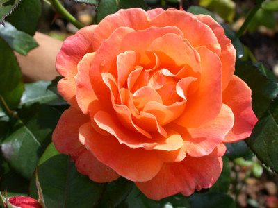 Rosa_Fellowship_7736_91.jpg