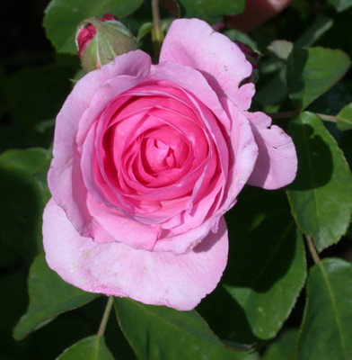 Rosa_Gertrude_Jeckyll_7726_90.jpg