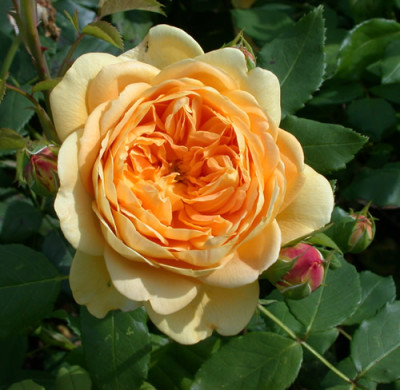 Rosa_Golden_Celebration_7748_87.jpg
