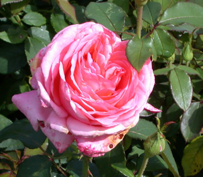 Rosa_Lovely_Lady_7740_86.jpg