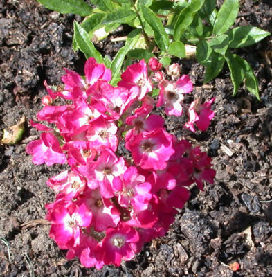 Rosa_Marjorie_Fair_7729_66.jpg
