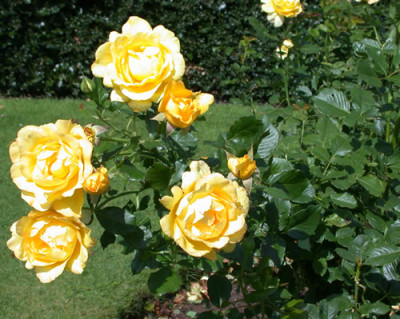 Rosa_Mountbatten_7731_82.jpg