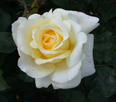 Rosa_Peaudouce_7746_95.jpg