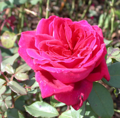 Rosa_Velvet_Fragrance_7732_86.jpg