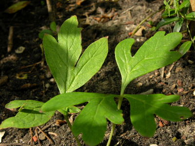 Paeoniensaeml.JPG