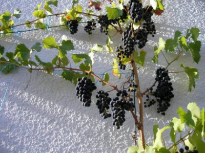 wein_p8292721.jpg