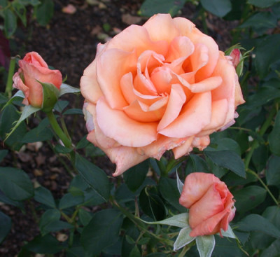 Rosa_Warm_Wishes_7744_89.jpg