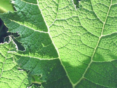 Gunnera_2.jpg
