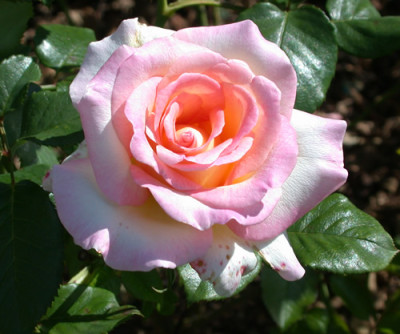 Rosa_LAimant_Harzola_8018_89.jpg