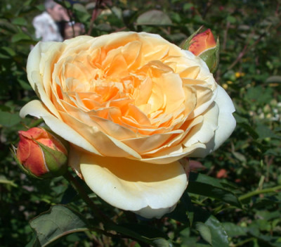 Rosa_Leaping_Salmon_Peamight_8022_88.jpg
