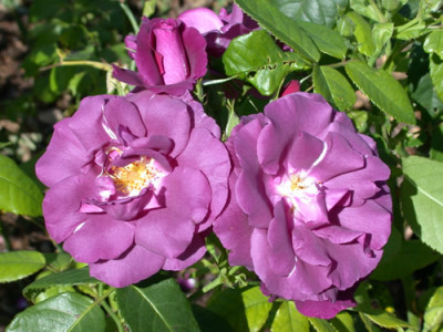 Rosa_Rhapsody_in_Blue_Frantasia_8020_87.jpg