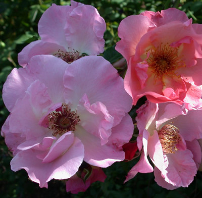 Rosa_Summer_Wine_Korizont_8012_88.jpg
