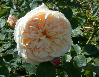 Rosa_Teasing_Georgia_Ausbaker_8016_88.jpg