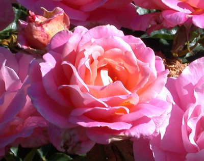 Rosa_Audrey_Wilcox_8063_88.jpg