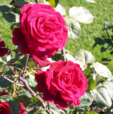 Rosa_Deep_Secret_8054_80.jpg