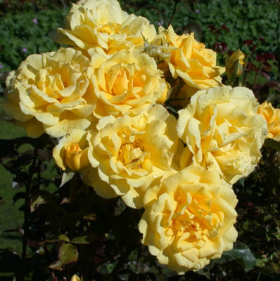 Rosa_Especially_For_You_8058_83.jpg