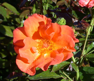 Rosa_Halle_8065_87.jpg