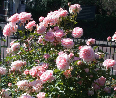 Rosa_LAimant_8081_75.jpg