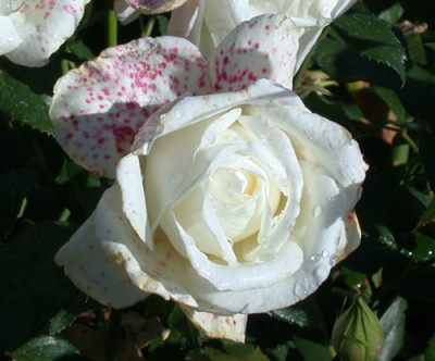 Rosa_Silver_Anniversary_8061_89.jpg