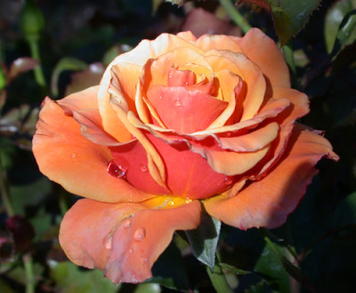 Rosa_Singing_in_the_rain_8074_92.jpg