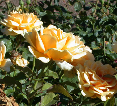 Rosa_Valencia_8071_82.jpg