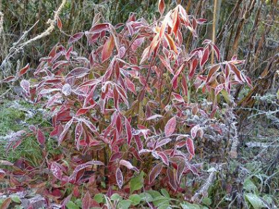 Itea_Merlot_Nahaufnahme_Frost_2007.jpg