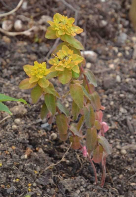 Euphorbia_polychroma-Sämling.15-1a.jpg