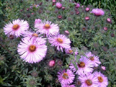 Aster_n-a_hof1c.jpg