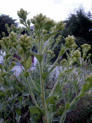 Solidago_unbek2a.jpg