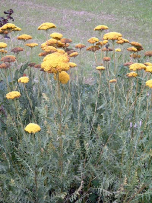 Achillea1a.jpg