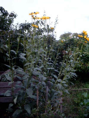 Helianthus_unbek.2a.jpg