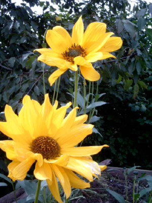 Helianthus_unbek.1b.jpg