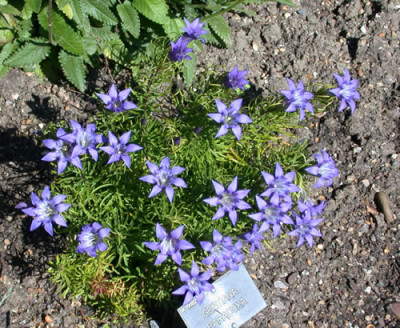Gentiana_paradoxa_7987_70.jpg