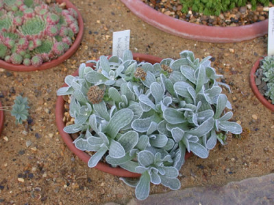 Helichrysum_balsaticum_7994_83.jpg