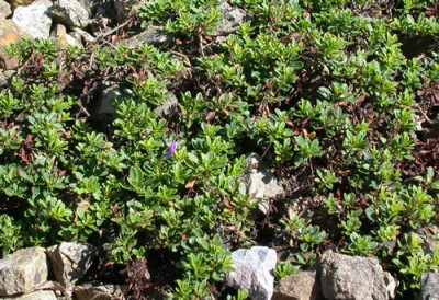 Penstemon_cardwellii_x_Penstemon_davidii_7979_70.jpg