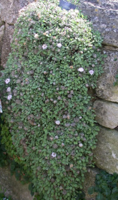 Scabiosa_atropurpurea_Ace_of_Spades_7982_82.jpg