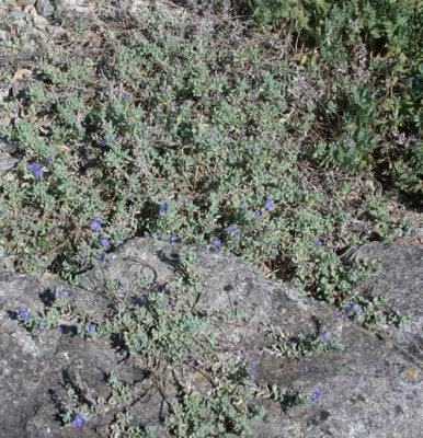 Veronica_tauricola_7981_60.jpg