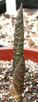 04270020_eArisaema_tortuosum_Austrieb.JPG
